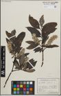 Foto von Salix glauca L.